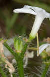 Texas bullnettle